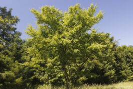 Arbre non identifié