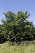 Acer davidii