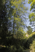 Cyprès chauve, forme dressée