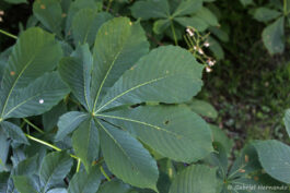 Feuille du marronnier d’Inde