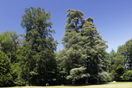 L'arboretum