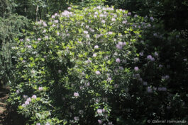 Rhododendron