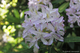 Fleur de Rhododendron sp.