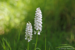 Orchis de Fuchs