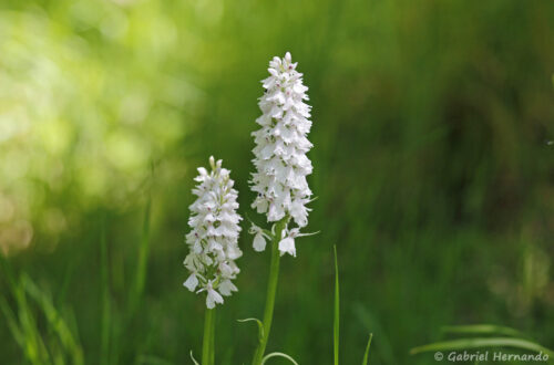 Orchis de Fuchs