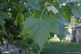 Feuille de platane à feuilles d’érable