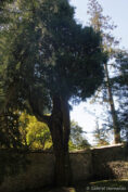 Libocèdre