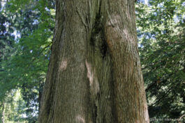 Ecorce de métaséquoia