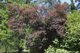Sumac de Vénétie