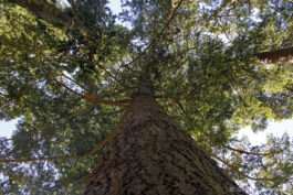 Sapin de Douglas