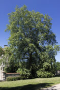 Platane à feuilles d’érable