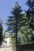 Sapin blanc de Californie