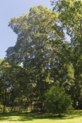 Chêne sessile
