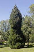 Cyprès de Lawson