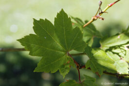 Feuille de l'érable vigne