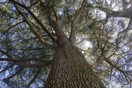 Cèdre du Liban