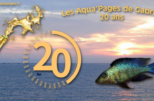 Les Aqua'Pages de Gabriel ont 20 ans