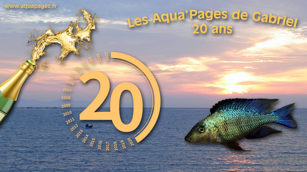 Les Aqua'Pages de Gabriel ont 20 ans