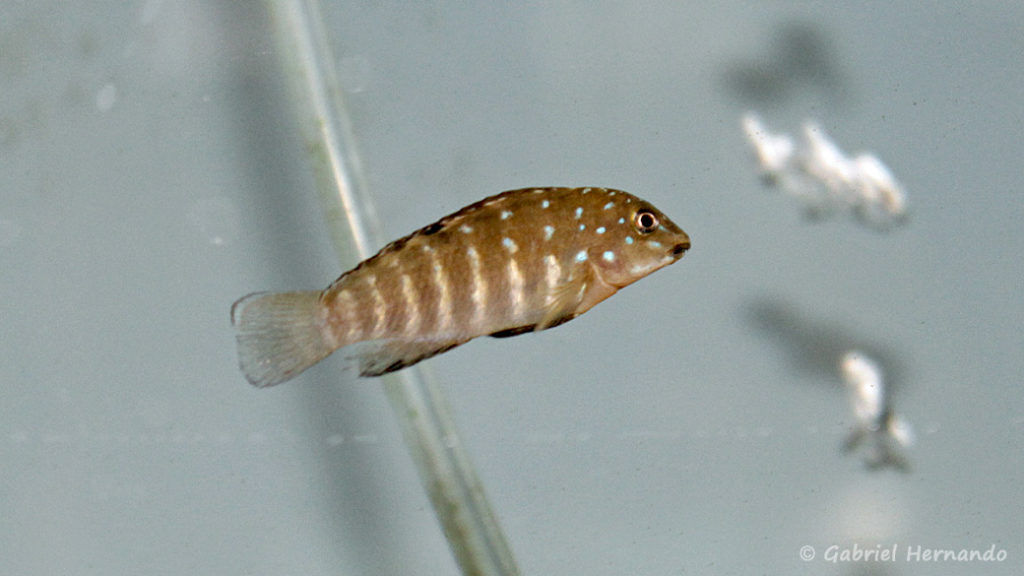 Tanganicodus irsacae (Verduijn Cichlids, mai 2014)