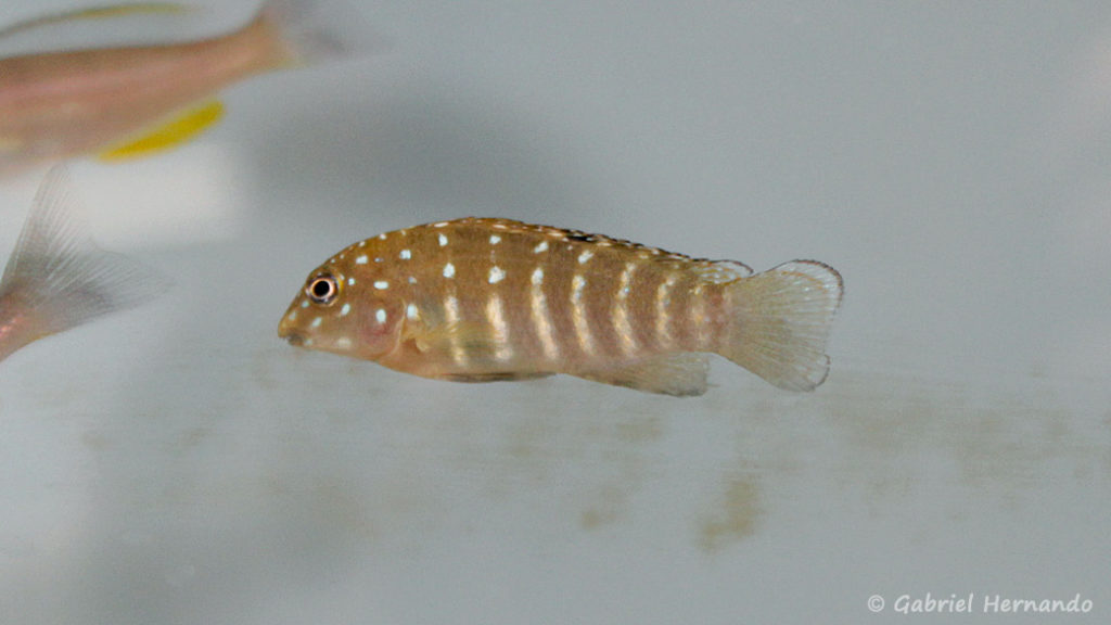 Tanganicodus irsacae (Verduijn Cichlids, mai 2014)