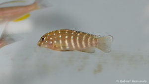 Tanganicodus irsacae (Verduijn Cichlids, mai 2014)