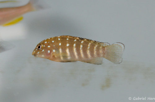 Tanganicodus irsacae (Verduijn Cichlids, mai 2014)