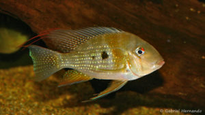 Acarichthys heckelii (Club aquariophile de Vernon, septembre 2008)