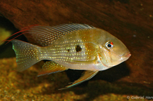 Acarichthys heckelii (Club aquariophile de Vernon, septembre 2008)