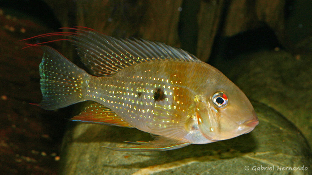 Acarichthys heckelii (Club aquariophile de Vernon, septembre 2008)