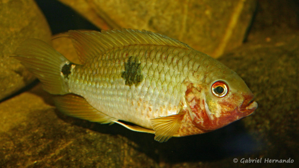 Aequidens tetramerus (Club aquariophile de Vernon, juin 2004)