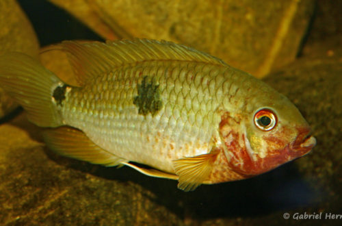 Aequidens tetramerus (Club aquariophile de Vernon, juin 2004)