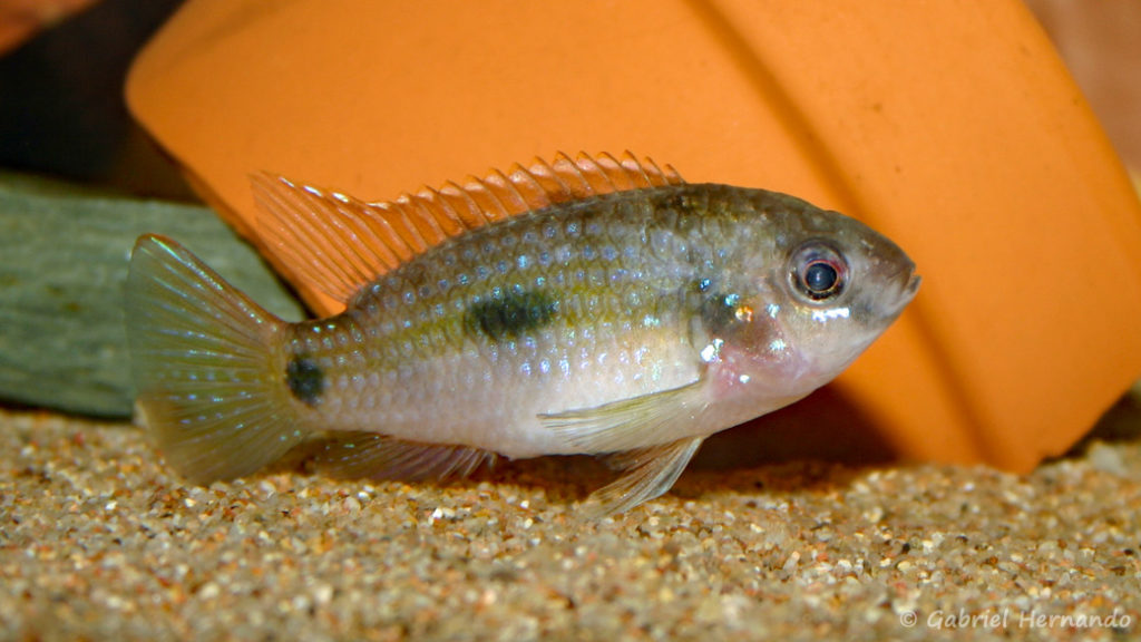 Anomalochromis thomasi (Club aquariophile de Vernon, décembre 2004)