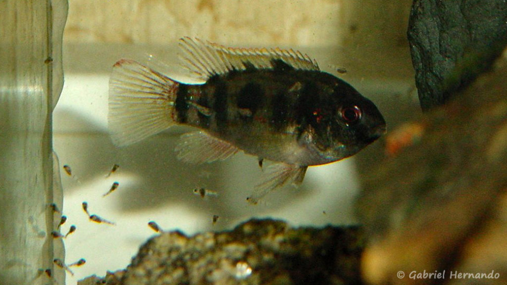 Anomalochromis thomasi avec ses alevins (Club aquariophile de Vernon, février 2001)