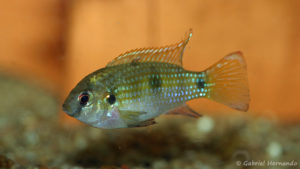Anomalochromis thomasi (Verduijn Cichlids, Pays Bas, mai 2013)