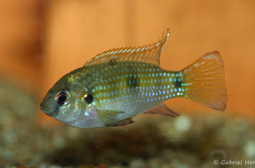 Anomalochromis thomasi (Verduijn Cichlids, Pays Bas, mai 2013)