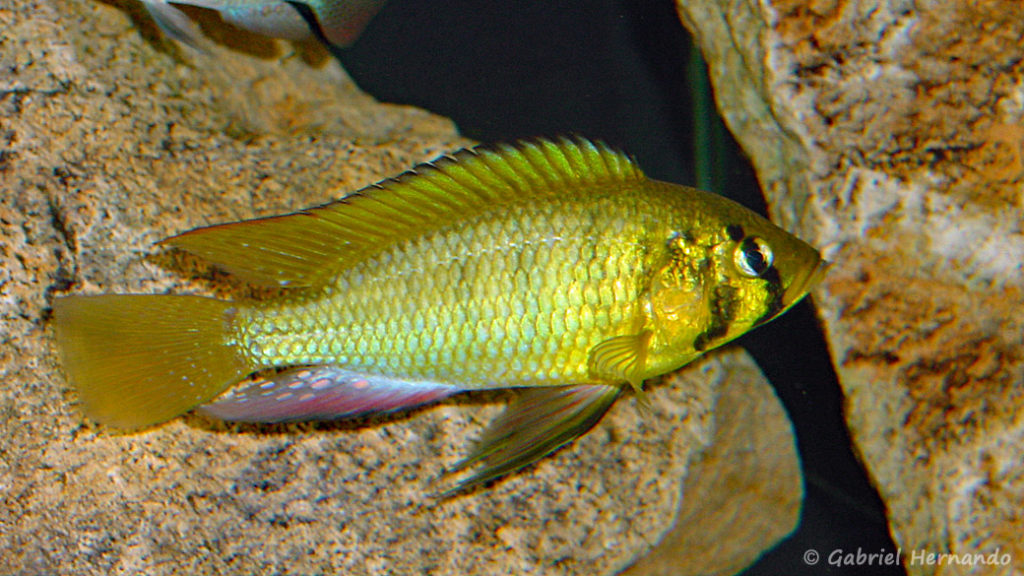 Astatoreochromis alluaudi (Club aquariophile de Vernon, février 2004)