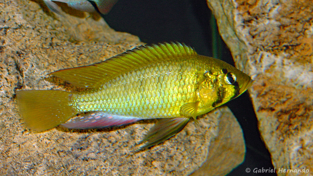 Astatoreochromis alluaudi Les Aqua'Pages de Gabriel