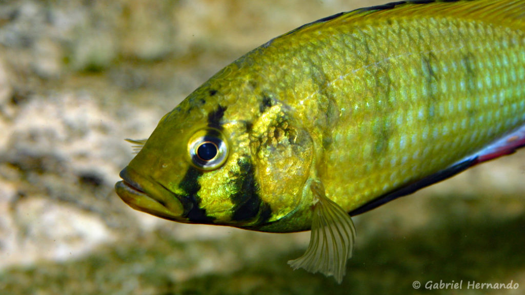 Astatoreochromis alluaudi (Club aquariophile de Vernon, juin 2004)