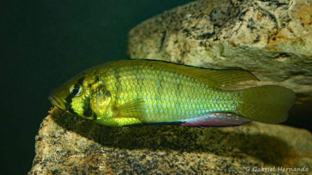 Astatoreochromis alluaudi (Club aquariophile de Vernon, juin 2004)