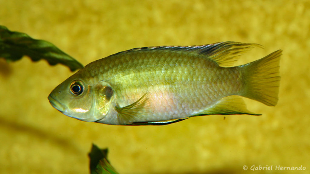 Benitochromis nigrodorsalis (Association aquariophile de Rouen, avril 2006)