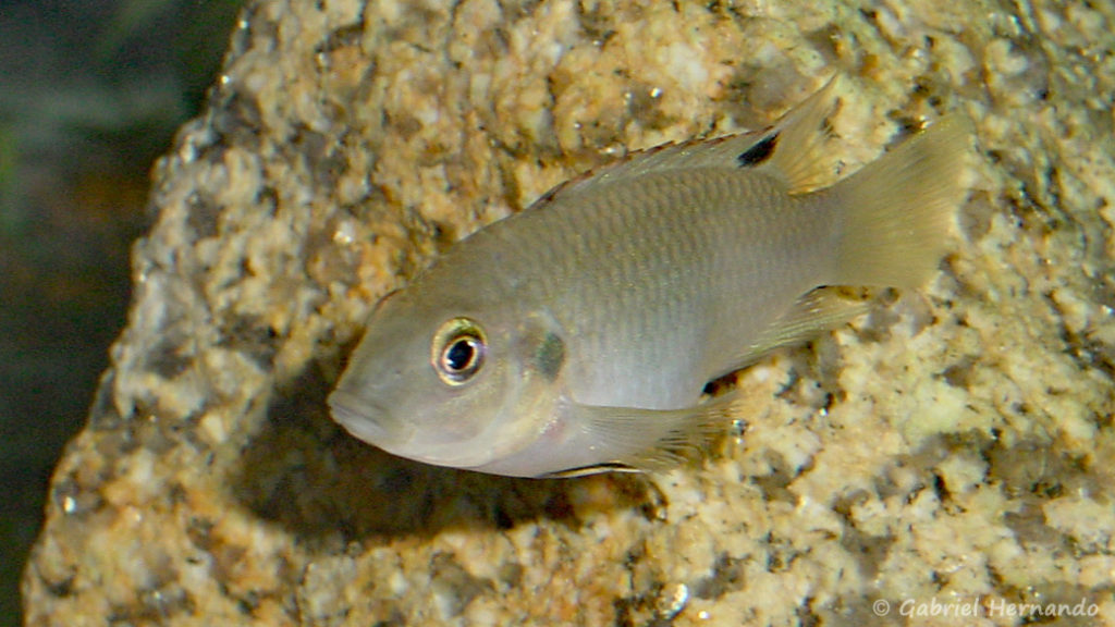 Benitochromis nigrodorsalis (Club aquariophile de Vernon, mais 2004)