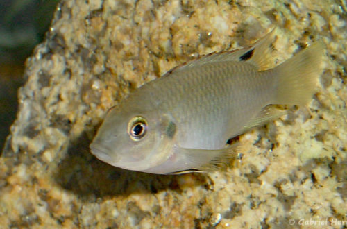 Benitochromis nigrodorsalis (Club aquariophile de Vernon, mais 2004)