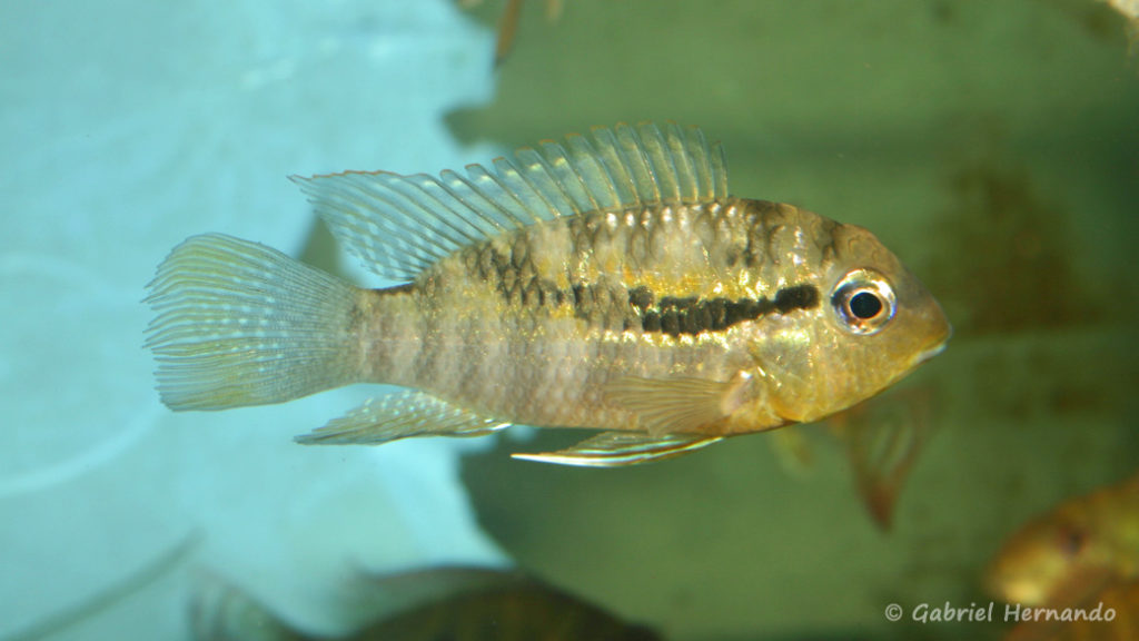 Bujurquina syspilus (Verduijn Cichlids, mars 2005)