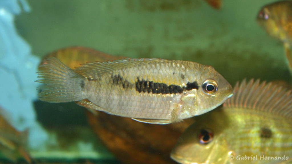 Bujurquina syspilus (Verduijn Cichlids, mars 2005)