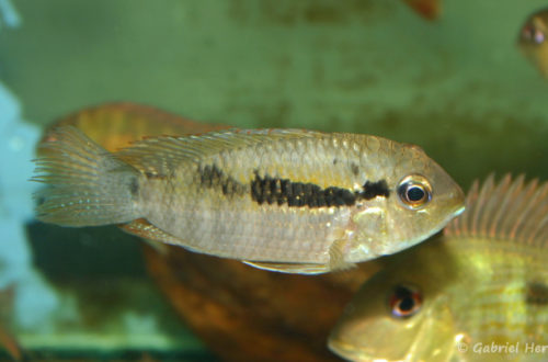 Bujurquina syspilus (Verduijn Cichlids, mars 2005)