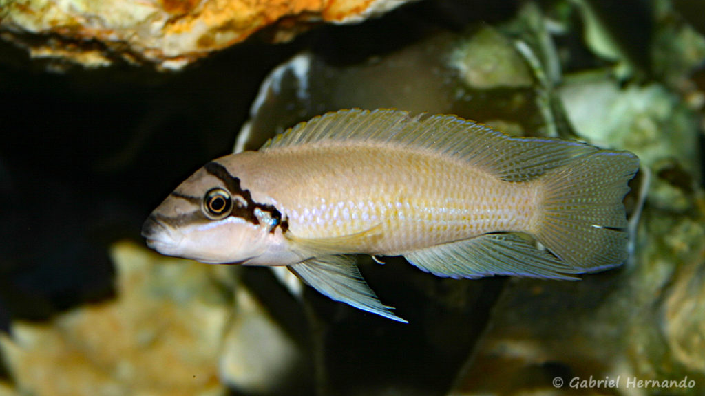 Chalinochromis brichardi (chez Gilles Garrier, décembre 2006)