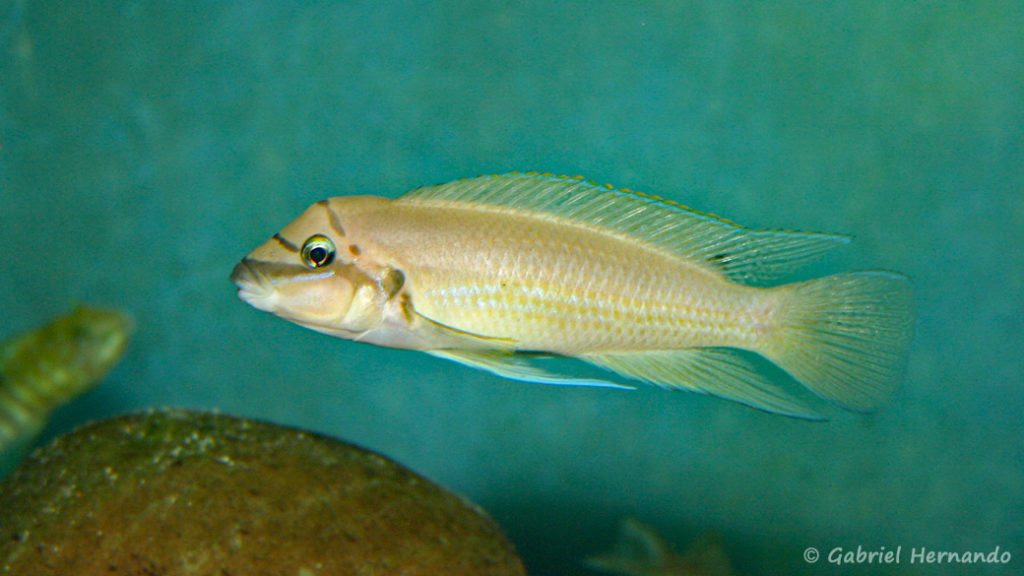 Chalinochromis brichardi (chez Benoît Jonas, juillet 2009)