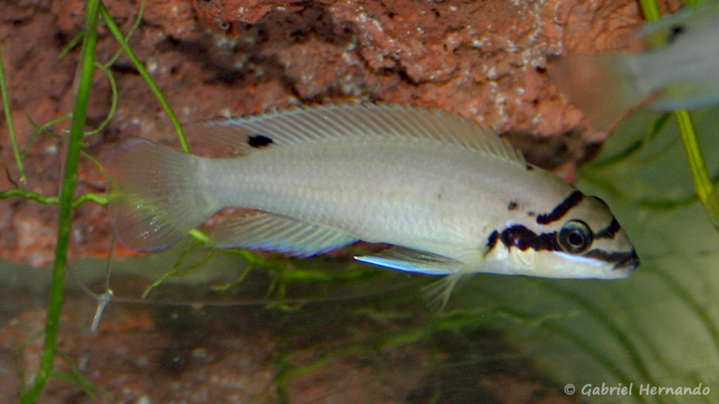Chalinochromis brichardi (Vichy, congrès AFC 2005)