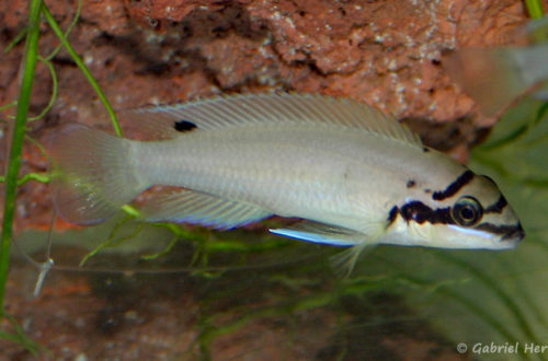 Chalinochromis brichardi (Vichy, congrès AFC 2005)