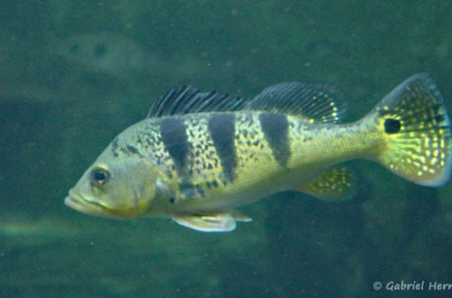 Cichla ocellaris (Aquarium de la Porte Dorée, Paris, mars 2004)